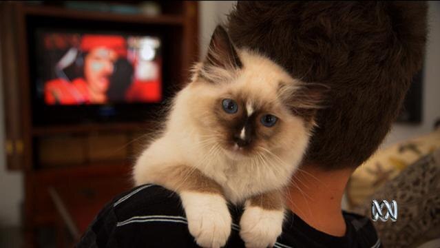 A cat sits on a boy's shoulder