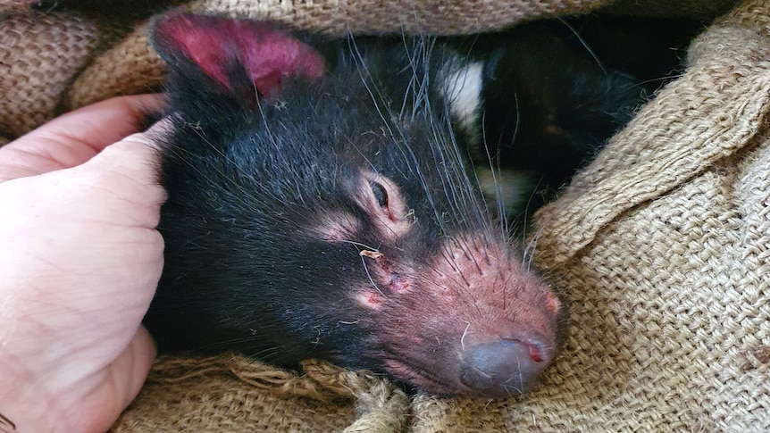 An injured Tasmanian devil wrapped in a hessian bag.