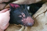 An injured Tasmanian devil wrapped in a hessian bag.