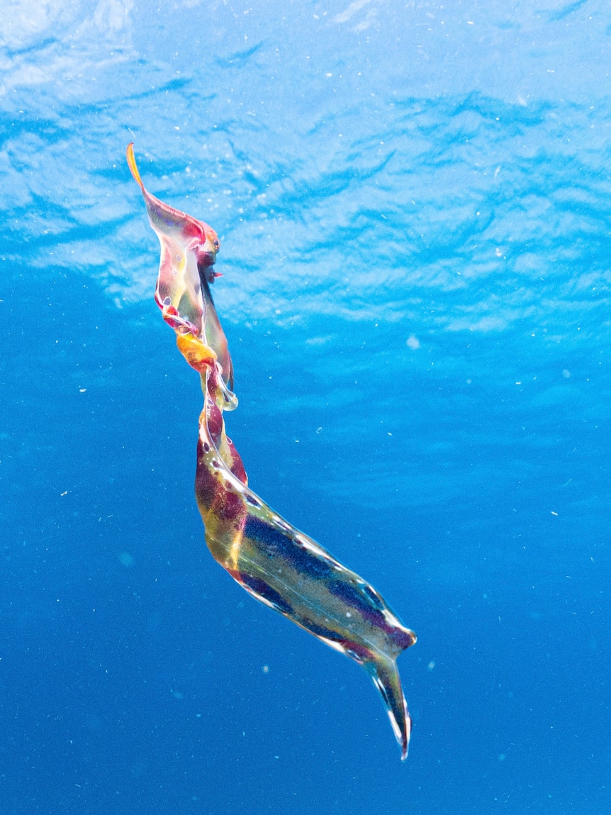 A blanket octopus in the ocean