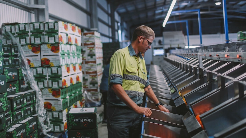 Tim Carnell inspects his produce in the packing shed.