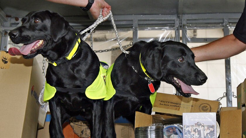 Piracy fight ... Malaysia has been using labradors to find fake DVDs for several years. (File photo)