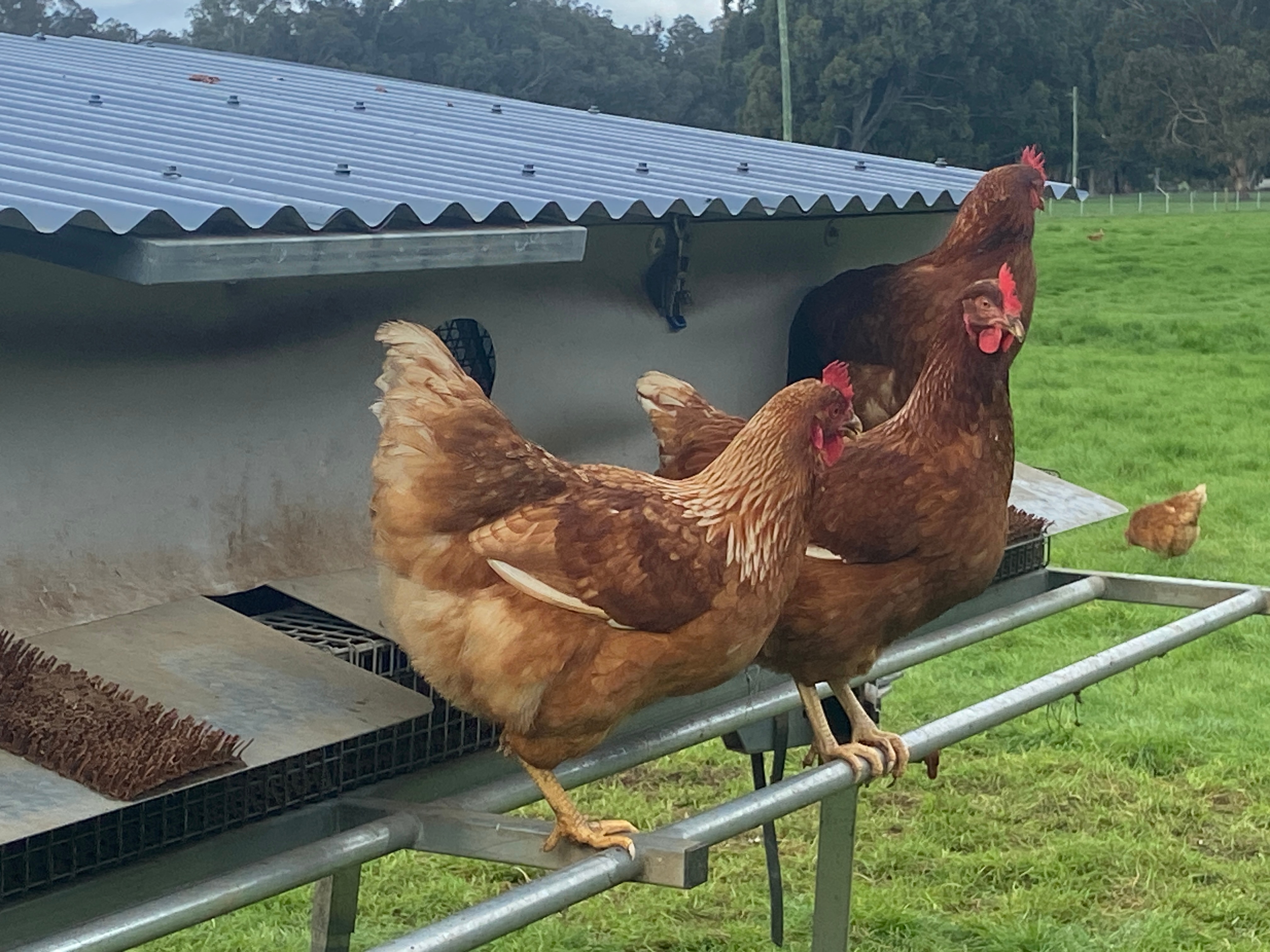Brown chickens on edge of tin shelter