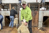 A teenage boy in a yellow/green jacket holding a sheep in a sheairng shed, Crookwell NSW, June 2023
