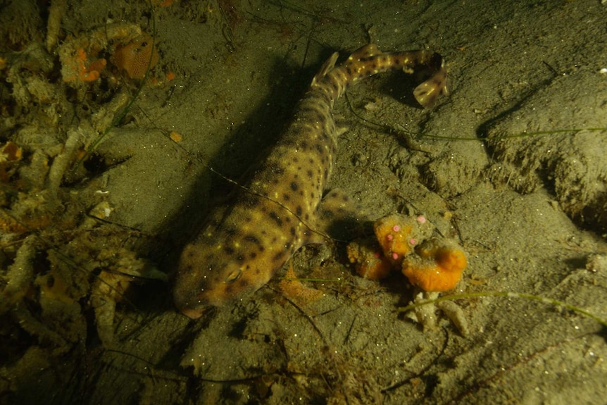 Swell shark