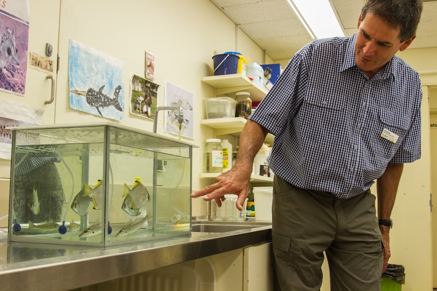 Queensland Museum's Jeff Johnson showed students how to identify Queensland fish.