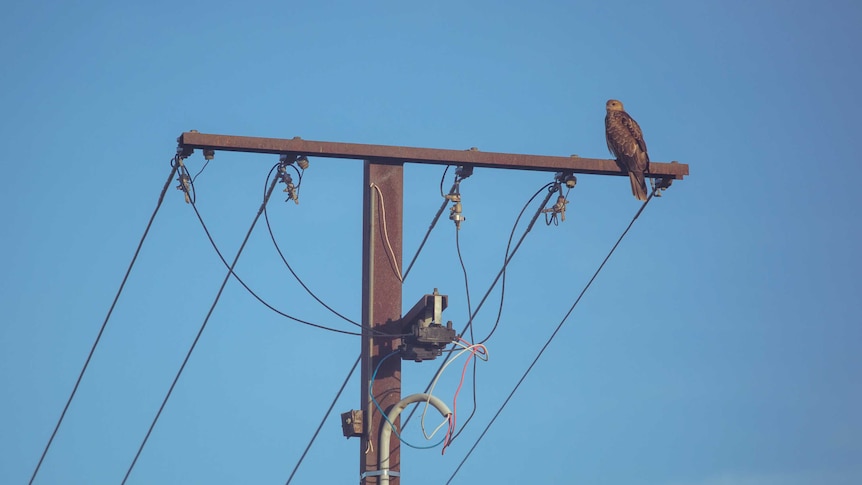 An eagle perched on powerlines near the Gunbalanya billabong