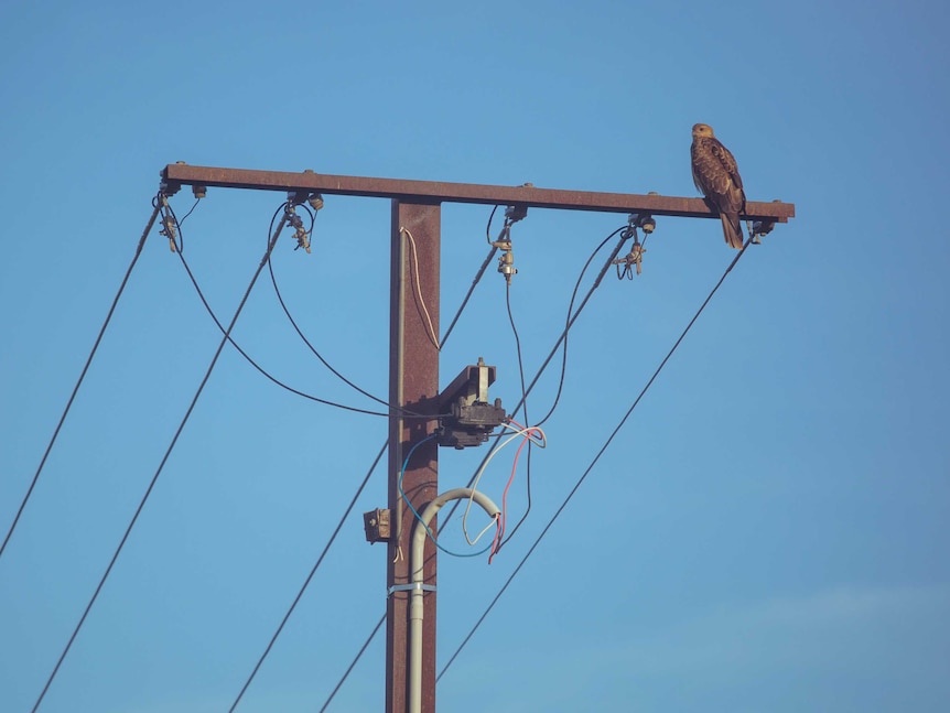 An eagle perched on powerlines near the Gunbalanya billabong