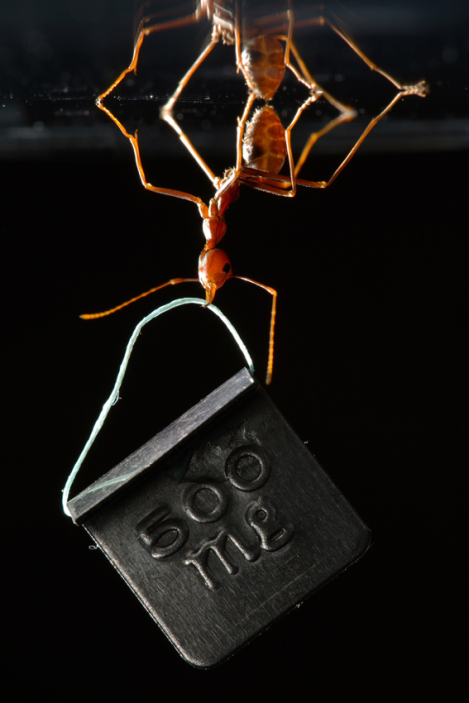 An Asian weaver ant lifting many times its body weight while walking on a ceiling.