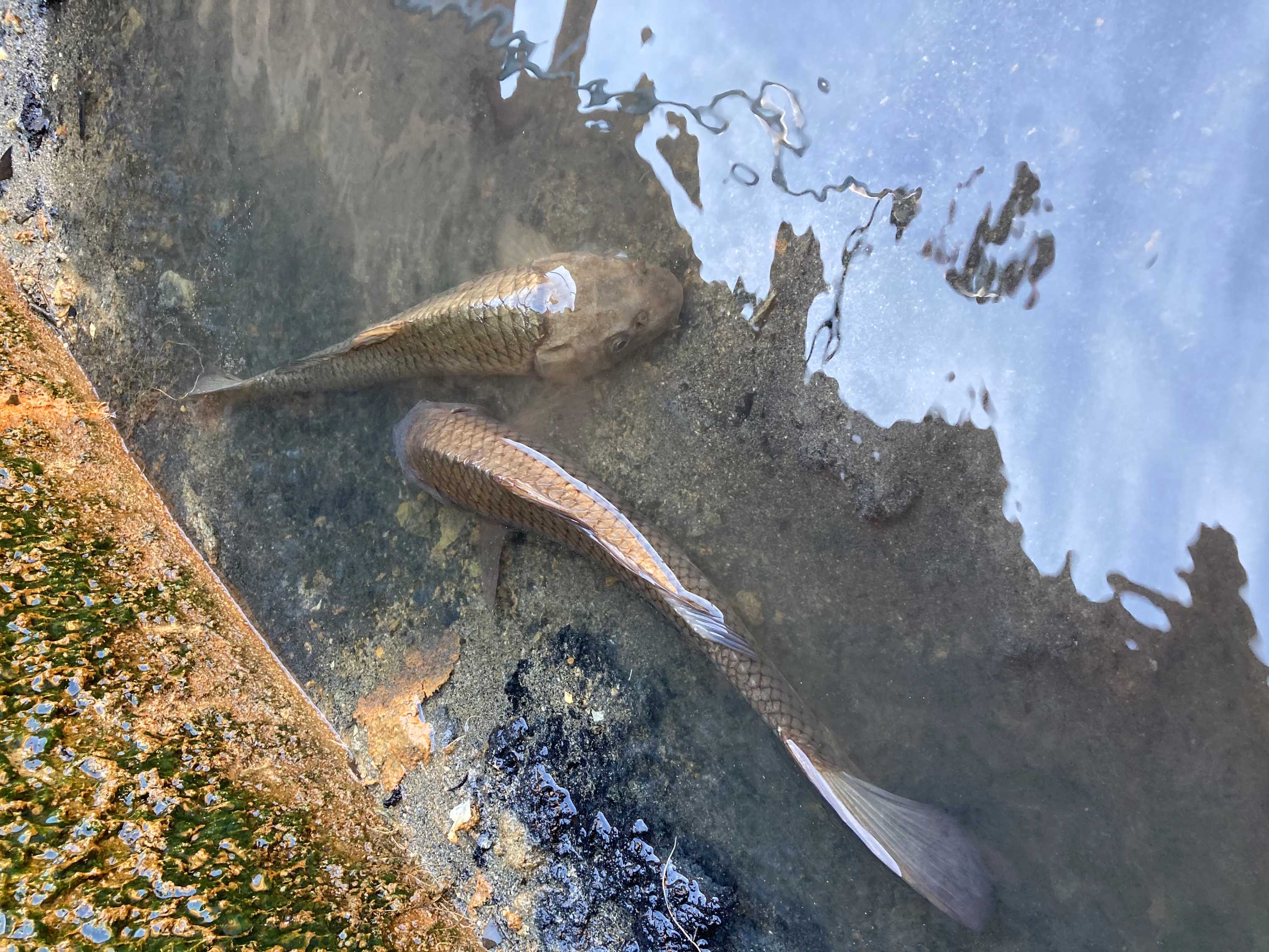 Two carp fish photographed in a water tank