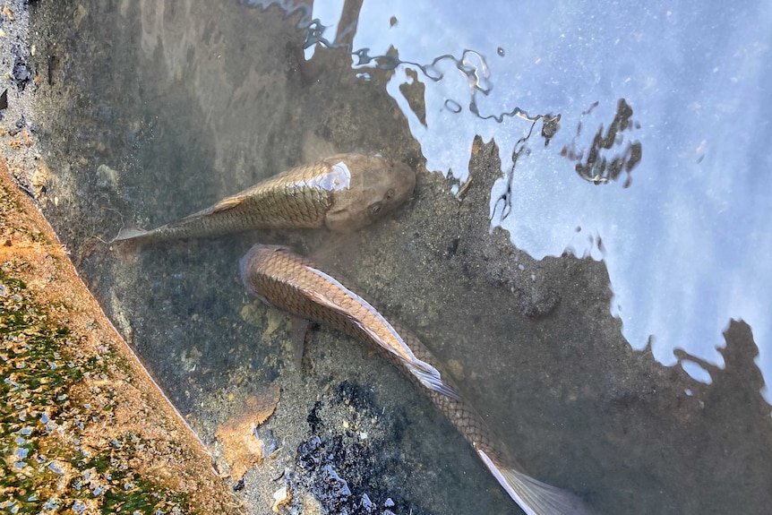 Two carp fish photographed in a water tank
