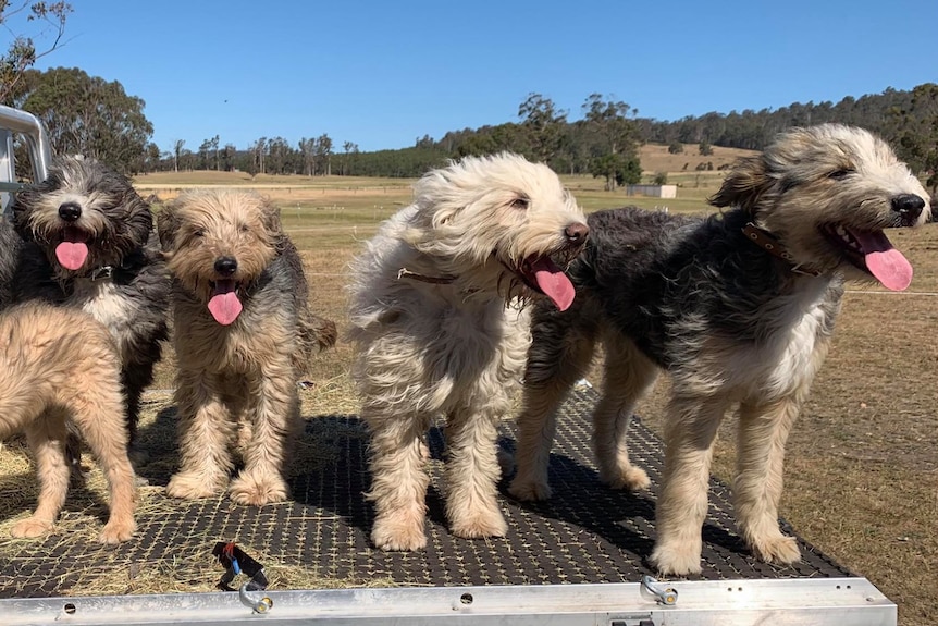 Five shaggy dogs lined up on the back of a ute with a farm in the background.