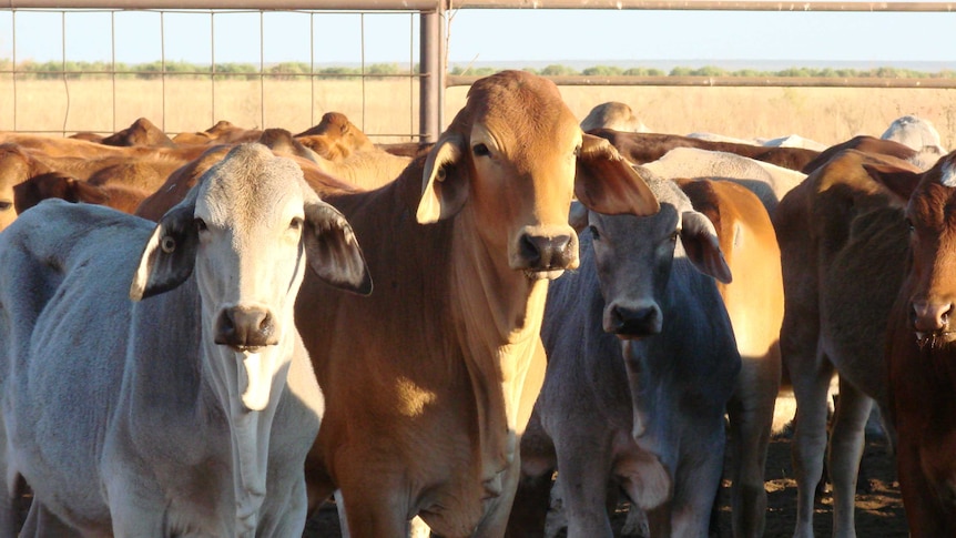 Kimberley cattle in yards