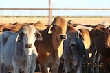 Cattle in yards