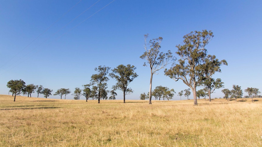 Tall trees stand in a paddock with dead grass.