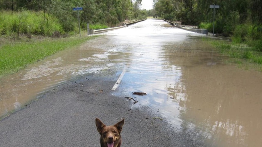 Towns including Chinchilla have been cut off by near record-breaking flood levels.