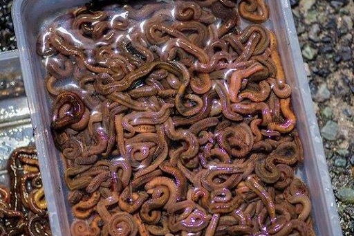 Bait businesses left high and dry as south-east Queensland bloodworms off  limits to Sydney fishers - ABC News