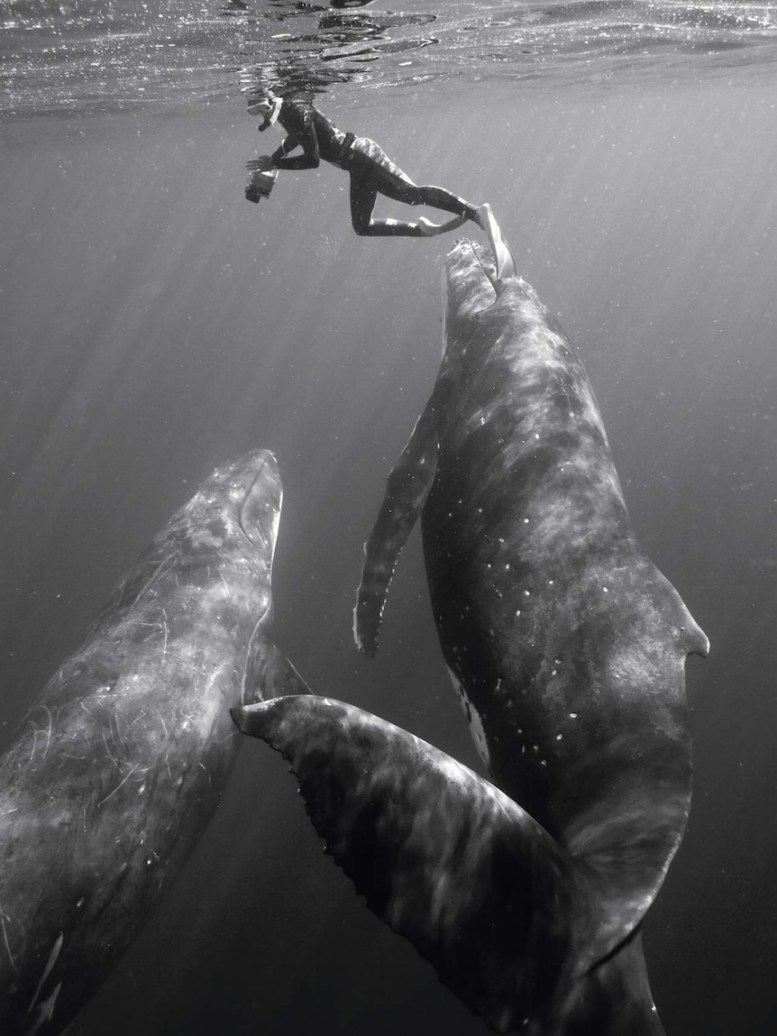 Bryant Austin swims with two humpback whales.