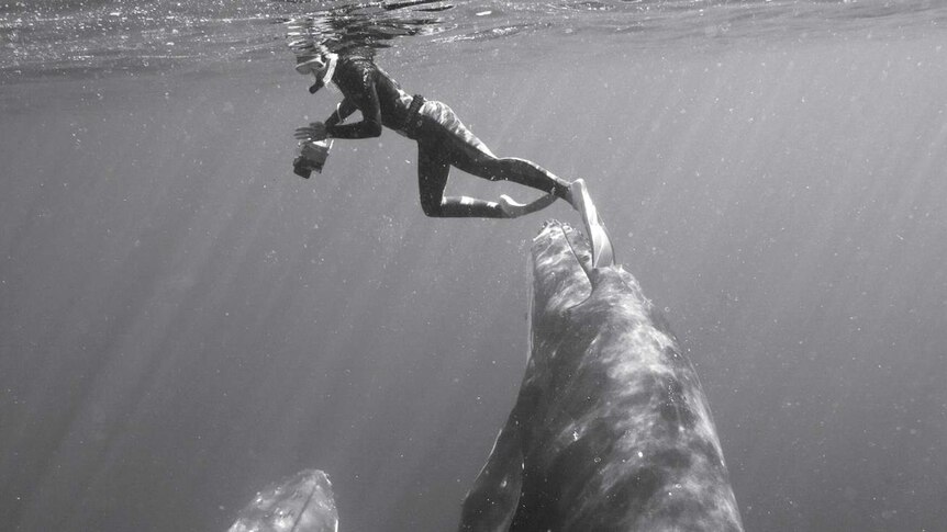 Bryant Austin swims with two humpback whales.