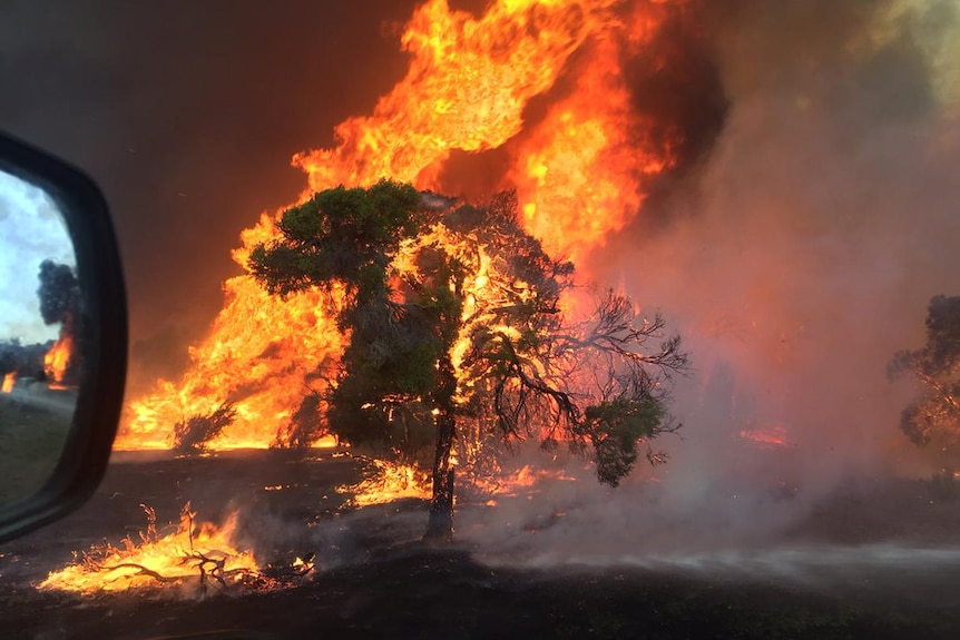 Flames and thick black smoke cover bushland in a picture taken from a moving car.