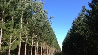 Researchers are trying to make forestry in South Australia more productive