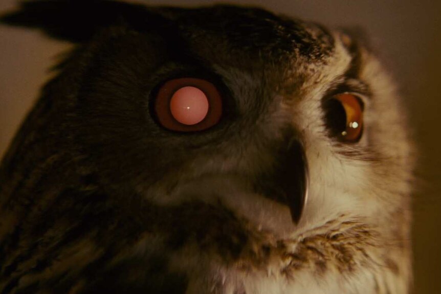 An owl with a bionic eye.