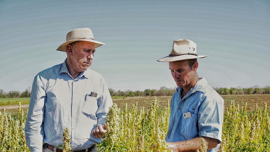 WA Agriculture Minister Ken Baston and DAFWA researcher Mark Warmington standing in a field of quinoa in the Ord Valley.