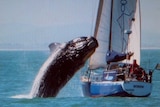 A 10-metre southern right whale leaps from the water