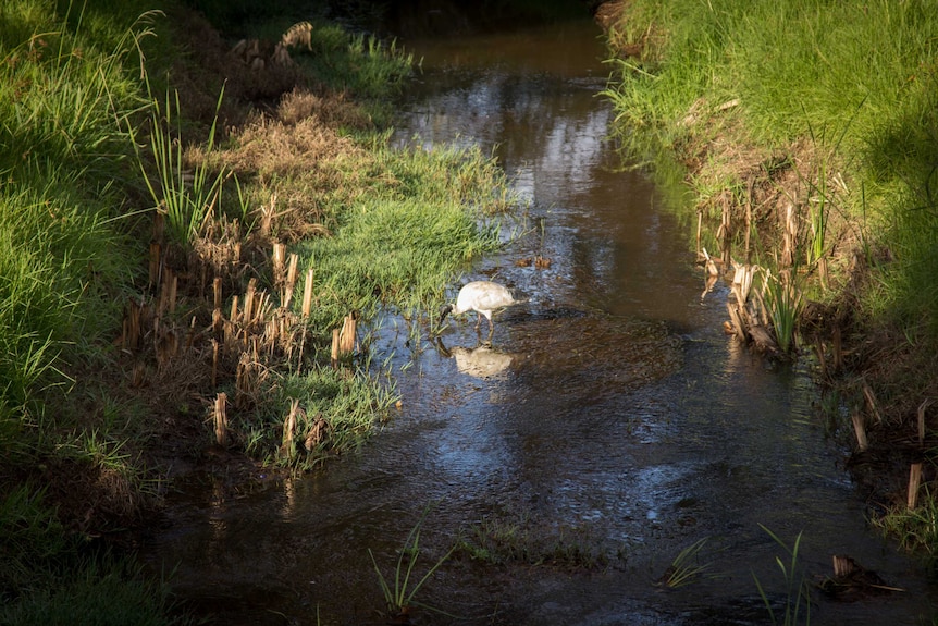An ibis in Bayswater Brook