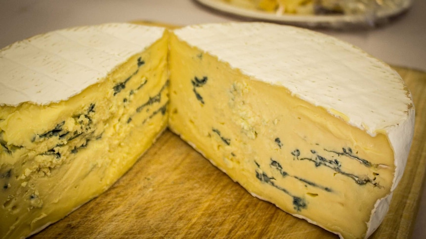 A blue cheese in competition at the Royal Show Dairy competition.