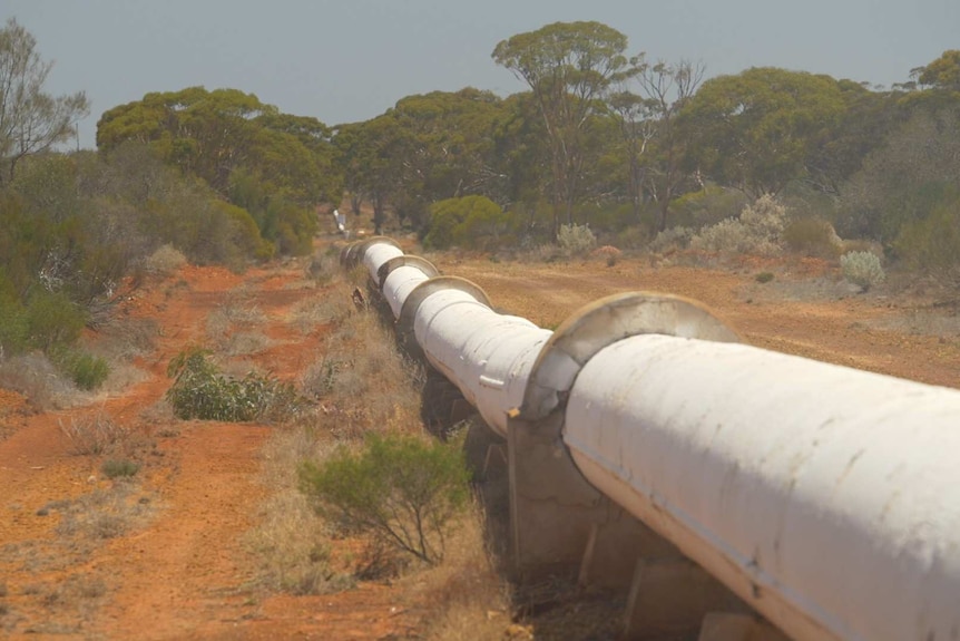 A long water pipe, above ground in the bush.