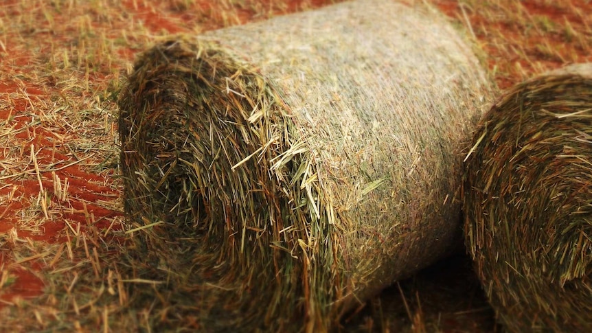 A close-up image of hay bales in a field