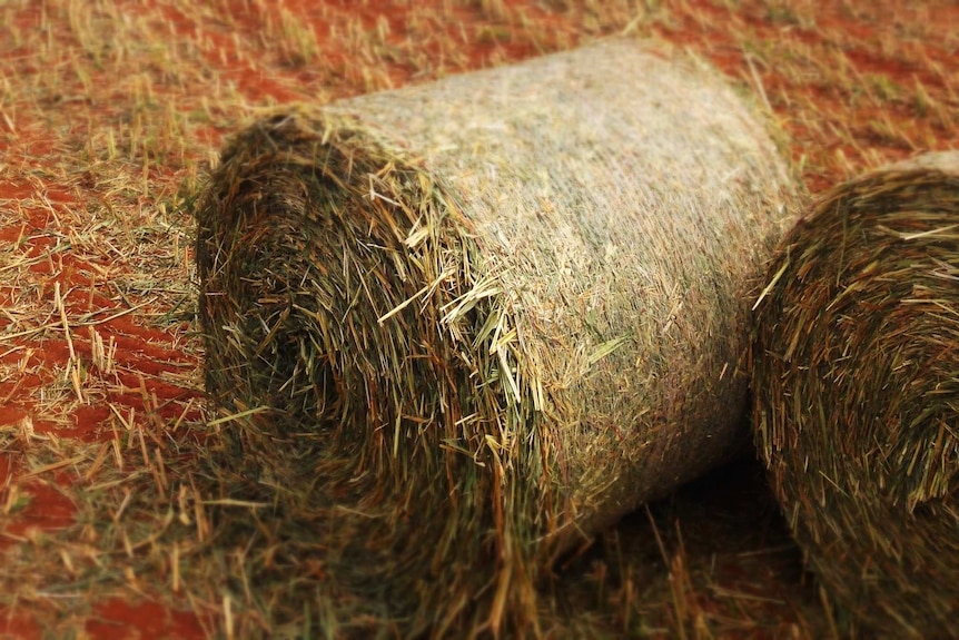 A close-up image of hay bales in a field