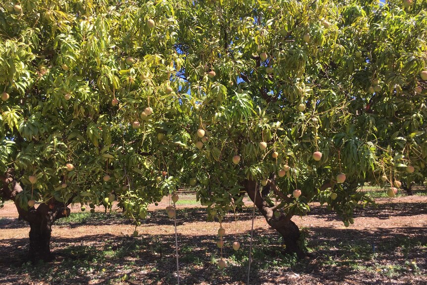 Mango trees with sticks propping up the fruit.