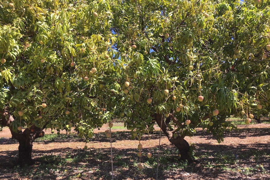 Mango trees with sticks propping up the fruit.