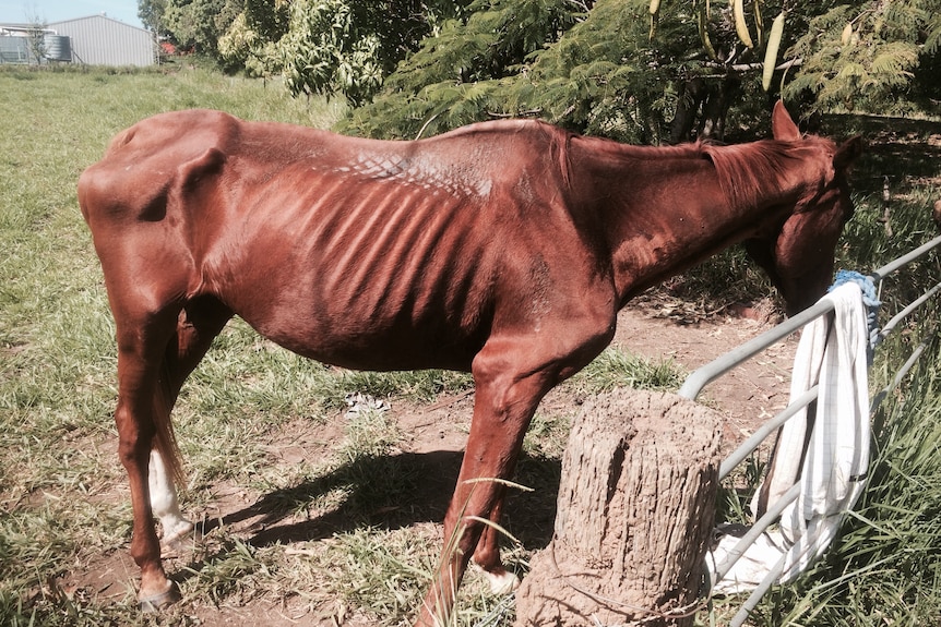 A starved horse with its ribs showing, in a paddock. 
