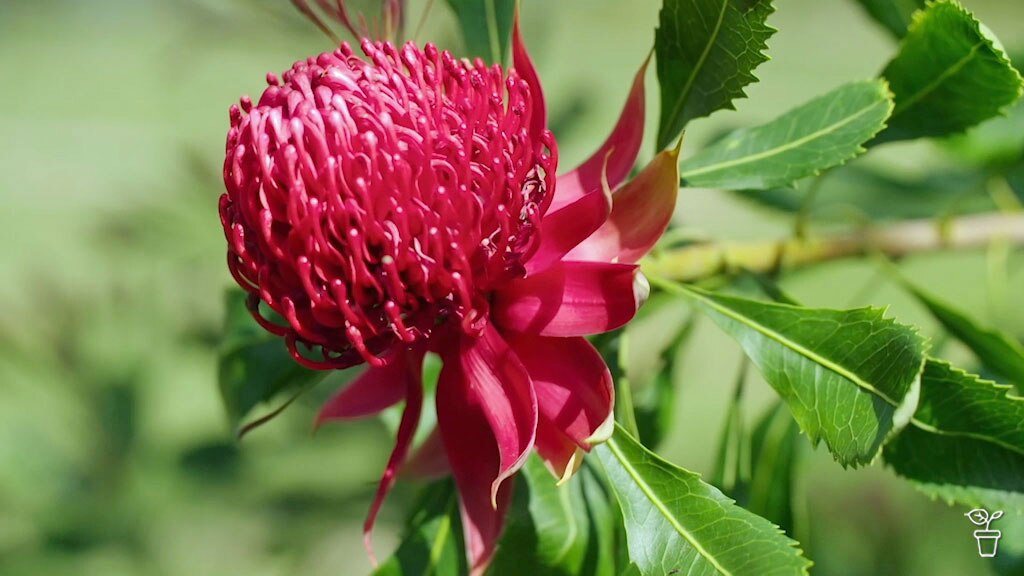 Top Tip | Diverse Australian Plants - Gardening Australia