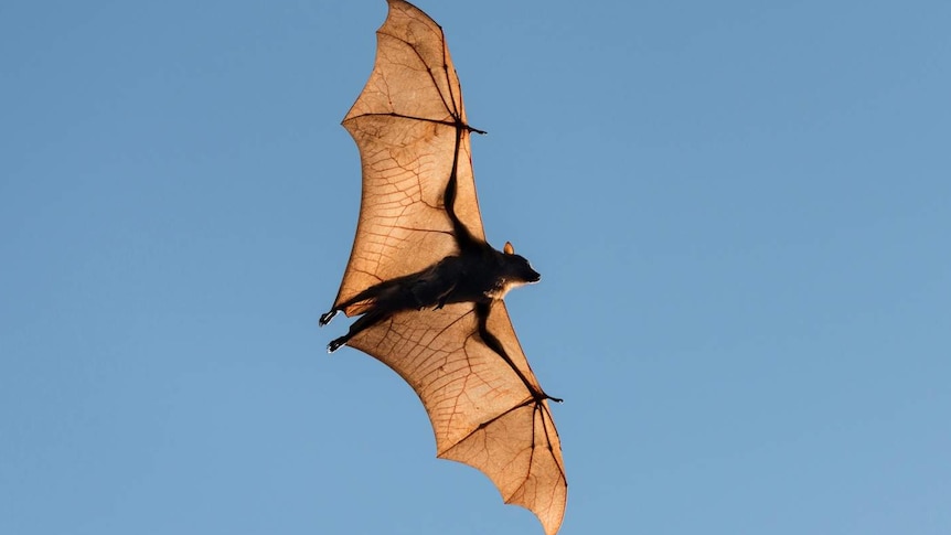 Little red flying fox