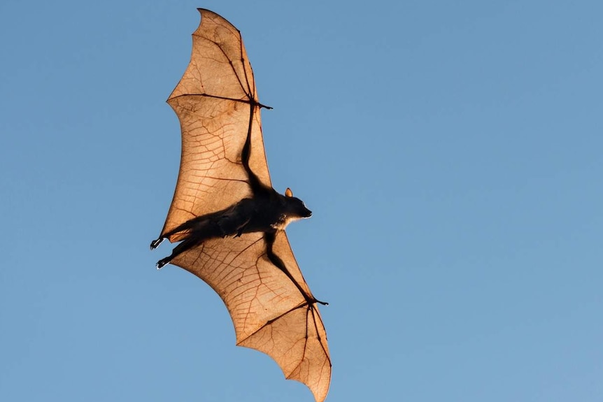 A little red flying fox carries her baby across the sky as she heads out for a night of foraging in tropical fruit trees.