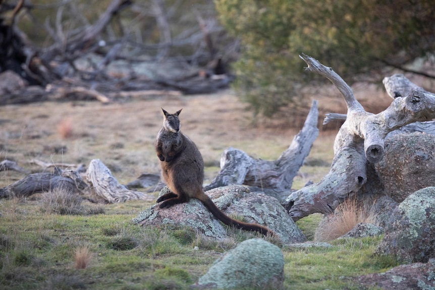A wallaby sits on a rock surround by other rocks and logs