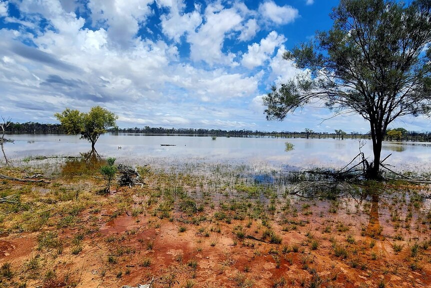 Trees surrounded by floodwater at Thargomindah Station in Octoner 2022.