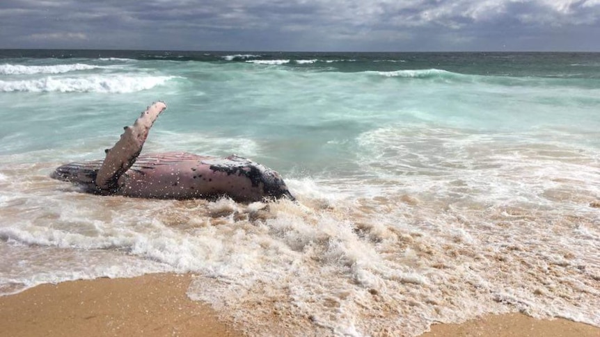 Kilkunda whale