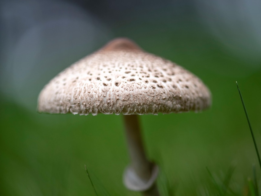 A close up of a solitary mushroom.