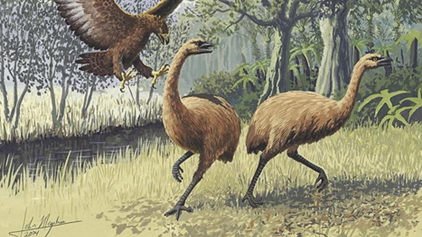 Artists impression of a pair of giant New Zealand moa being attacked by raptor.