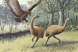 Artists impression of a pair of giant New Zealand moa being attacked by raptor.