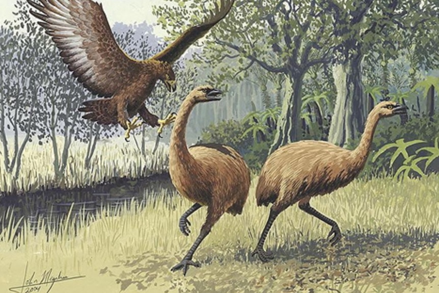 Artists impression of a pair of giant New Zealand moa being attacked by raptor.