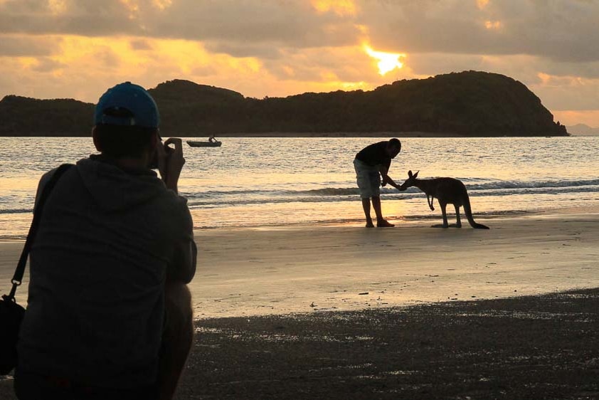 person taking photo of a man feeding a kangaroo on the beach at sunrise.
