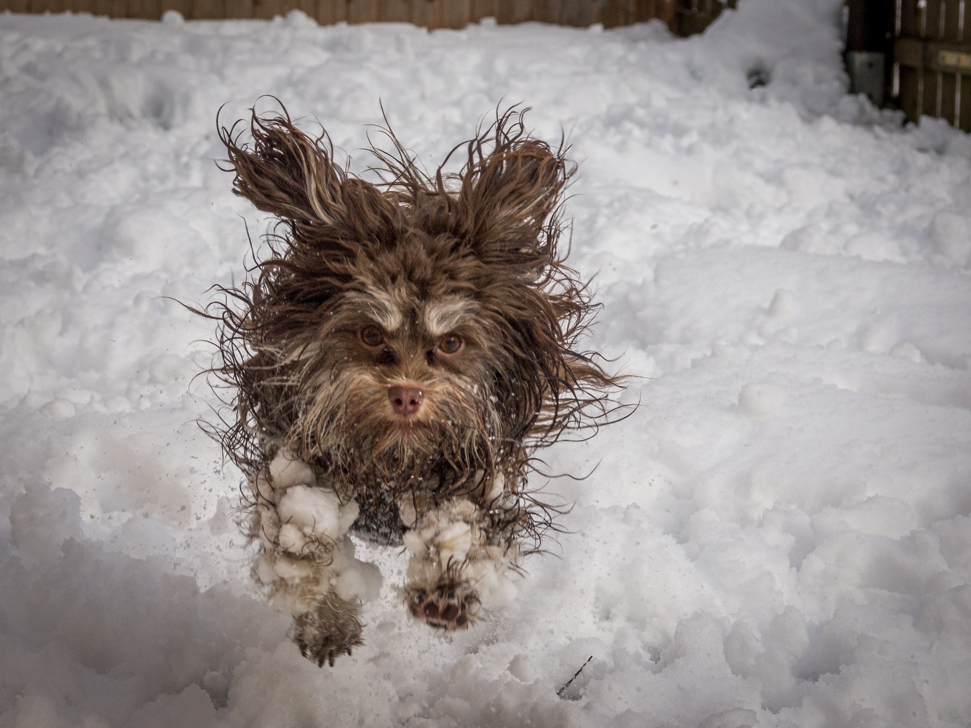 A brown, wet small dog leaping through the snow with icy paws