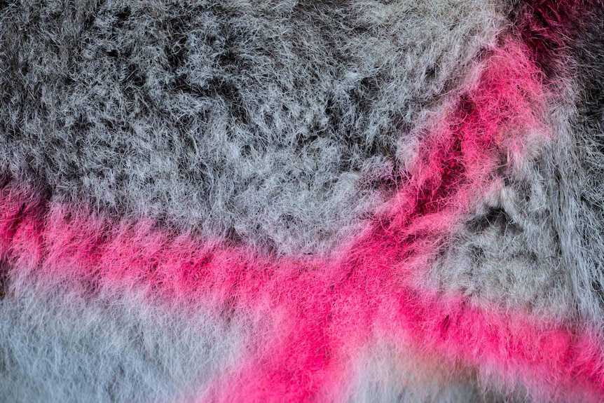 Pink paint marks a cross on grey roo fur.