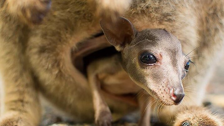Tiny wallaby peeks out of pouch